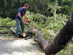 Reliable Woodville, CA  Tree Services Solutions