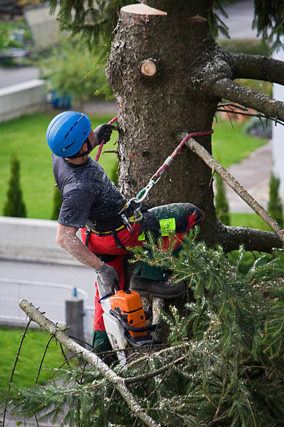 Best Commercial Tree Services  in Woodville, CA